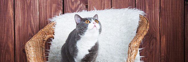 Юрий Иммерфорт's banner