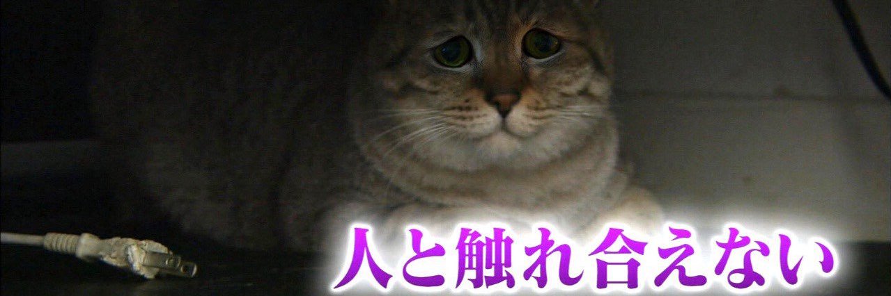 はじめしゃちょー(hajime)'s banner