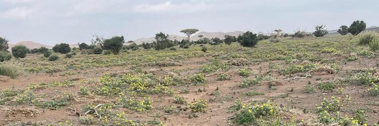 منصور بن مِروي's banner