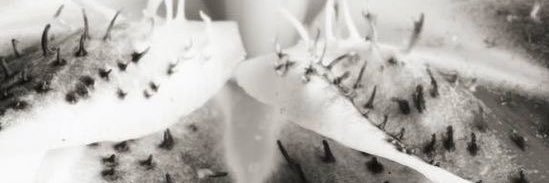 ꜱᴛᴇꜰ 💋🪩 #teammorphine's banner