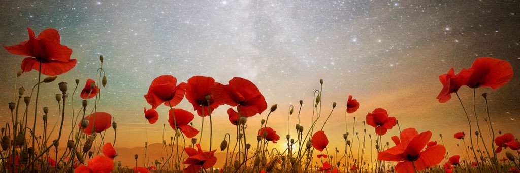 светлана's banner