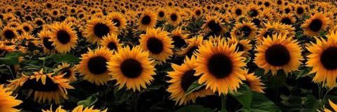 Shatadi_Phalane's banner