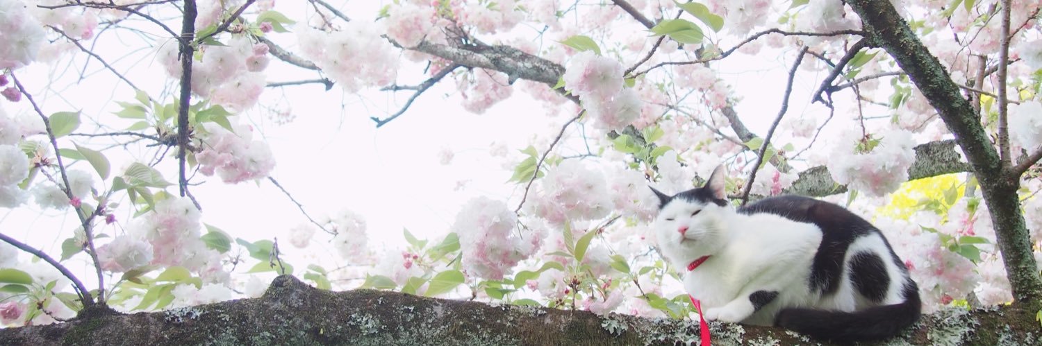 にゃにゃにゃにゃー's banner