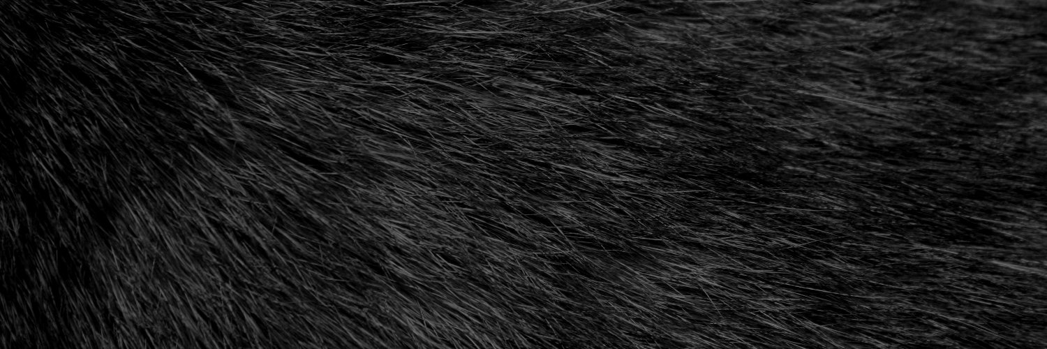SilverFoxxo's banner
