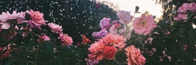 Annmarie🌺's banner