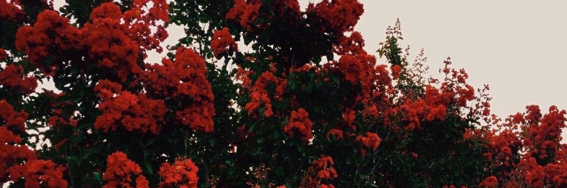 Annmarie🌺's banner