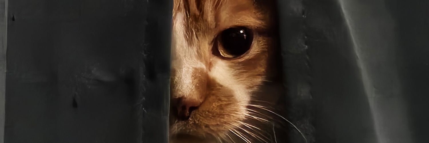 Evilee's banner