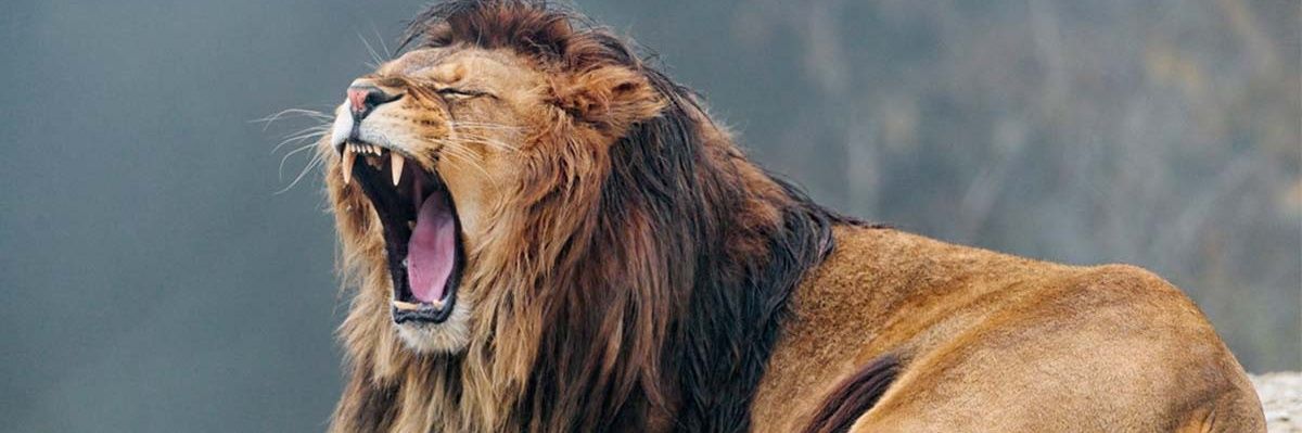 SWOOSH DI GENERAL 🇰🇪's banner