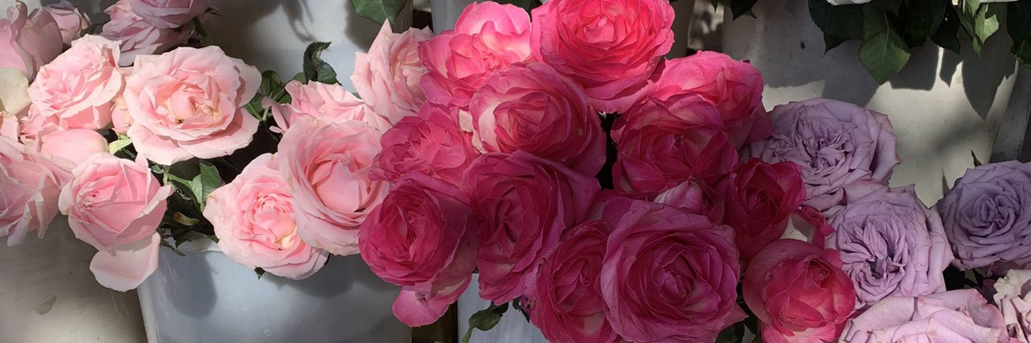 rosesinthesea ⋆˚✿˖°'s banner