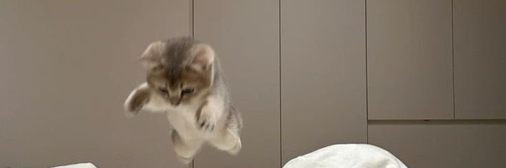 cats being cats's banner