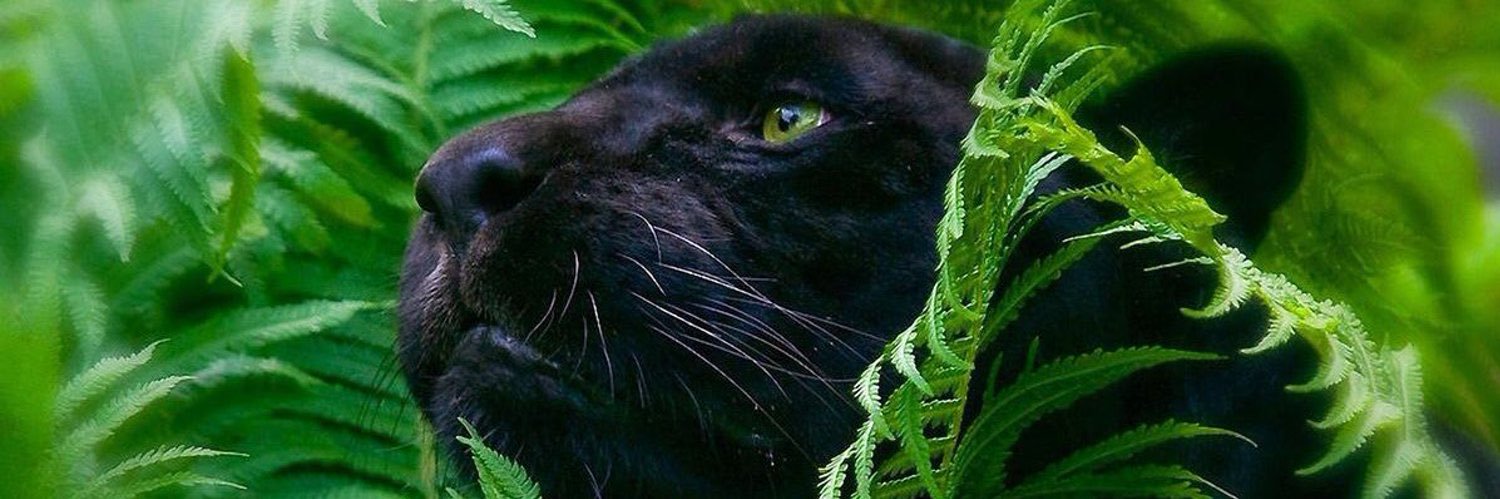 The Cult Cat's banner