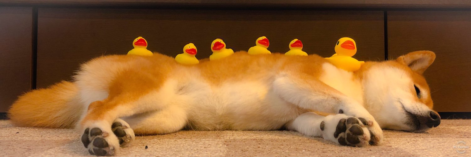 柴犬三姉妹コウとユウとリン's banner