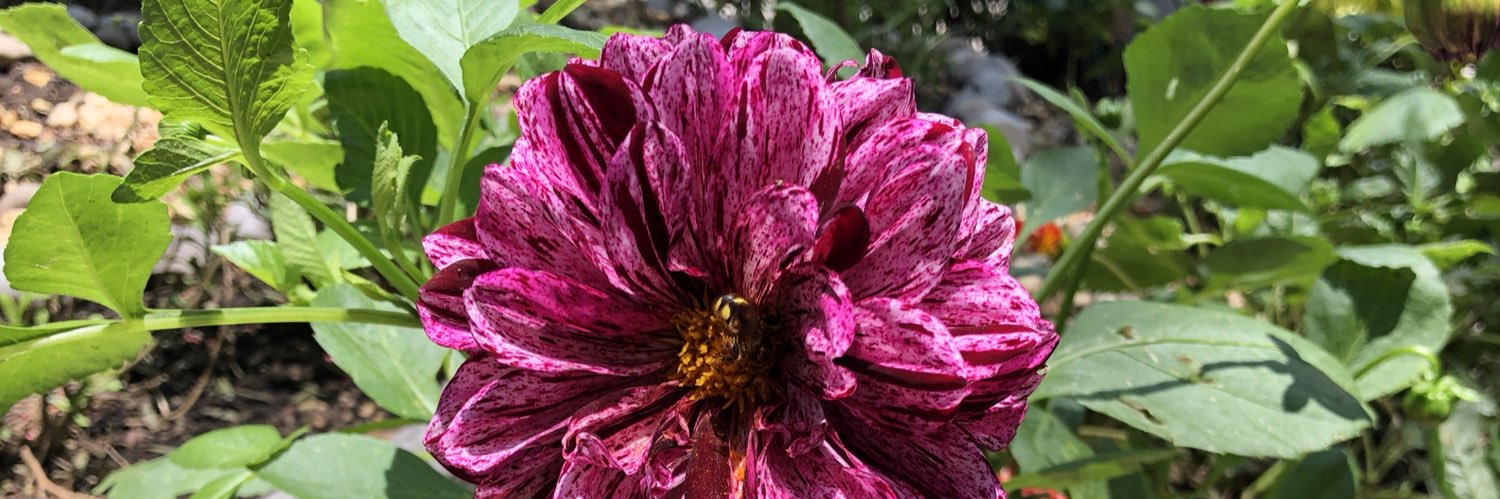 Carol Perelman's banner