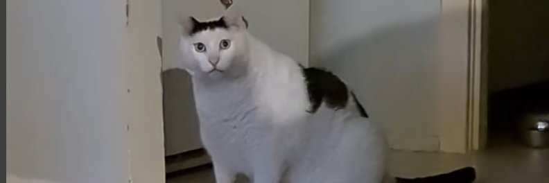 huhcat_official's banner