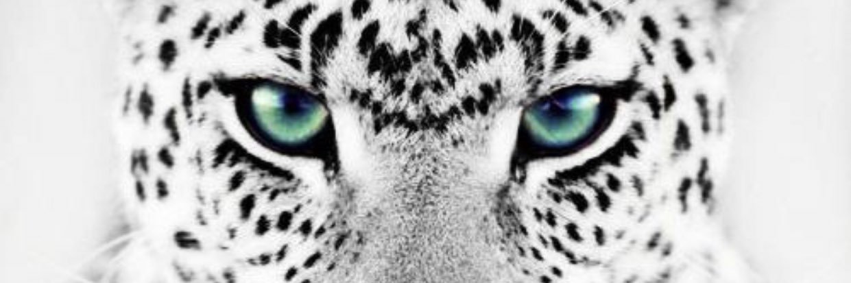 Ranin Daher's banner
