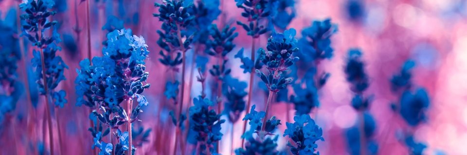 Светлана 🌸's banner