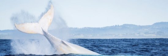 Migaloo the Whale's banner