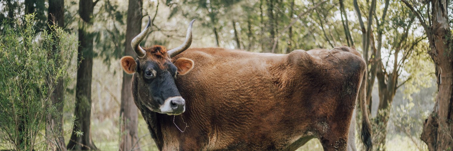 El Paraíso de los Animales's banner