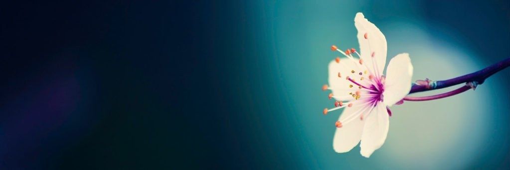 Bella 💕's banner