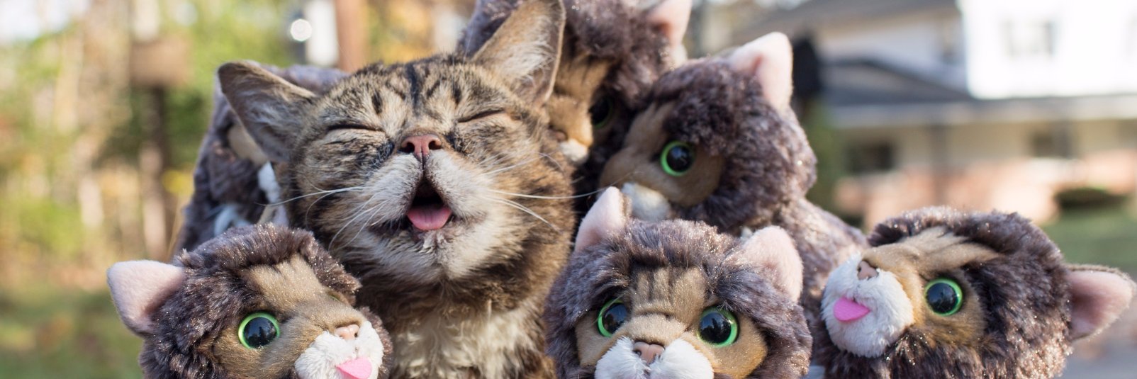 Lil BUB's banner