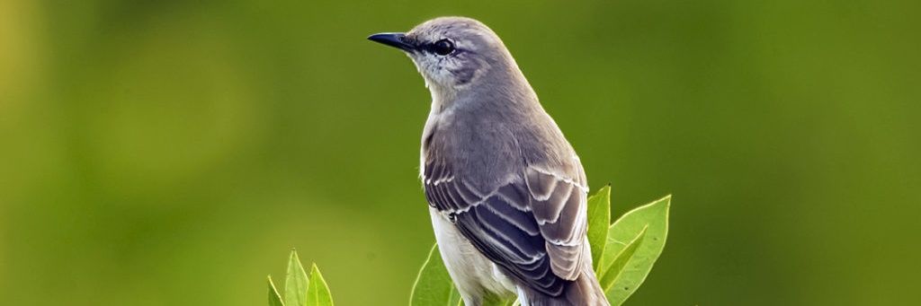 🇲🇳Жолли X JoLLy🇰🇷's banner