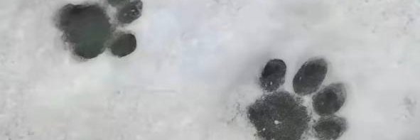 oi's banner
