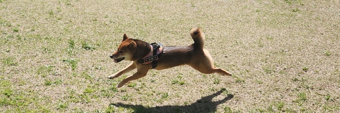 胡麻毛の柴犬｢お嬢」٭❀*٭❀*'s banner