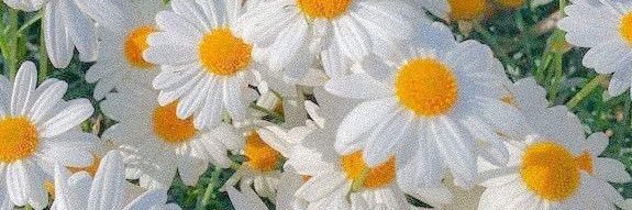 🌊☀️IN 𝕏S ☀️🌊's banner