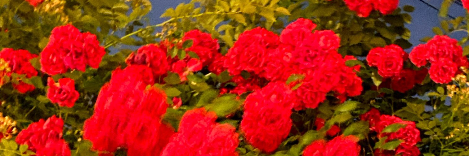 C.'s banner