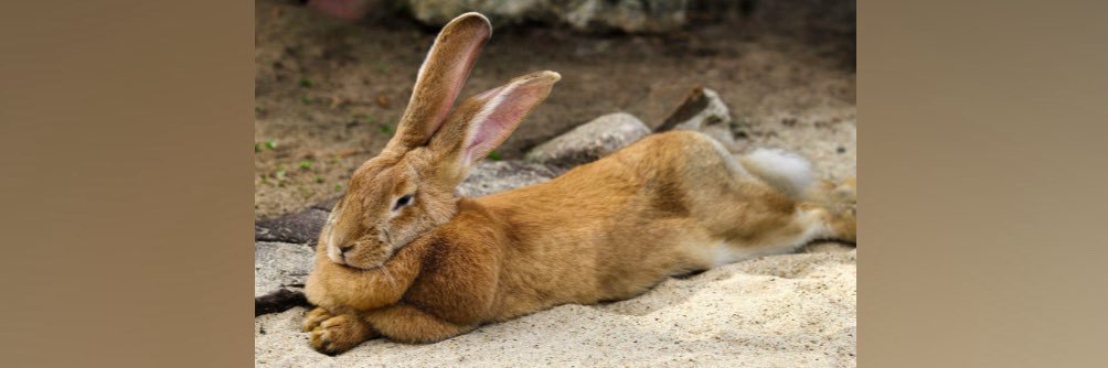 Hare Today, Goon Tomorrow's banner