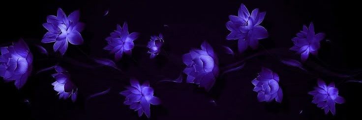 Lis 💜's banner