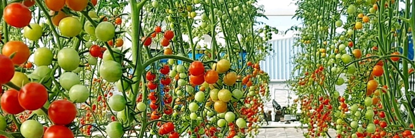 sunita (סוניטה) 🧡🤍💚's banner
