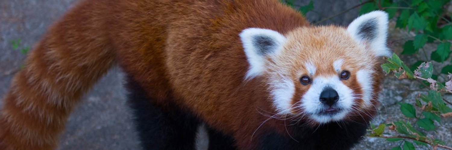 Saint Louis Zoo's banner