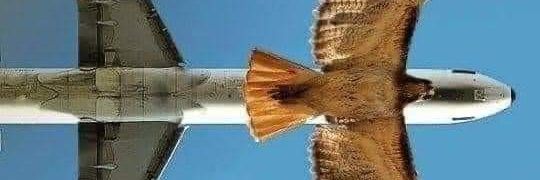 No Lo Creo 👀's banner