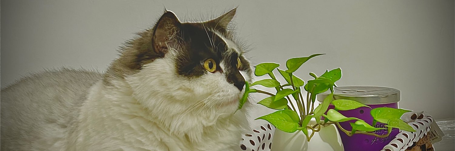 🐾 shooji cat ⚖'s banner