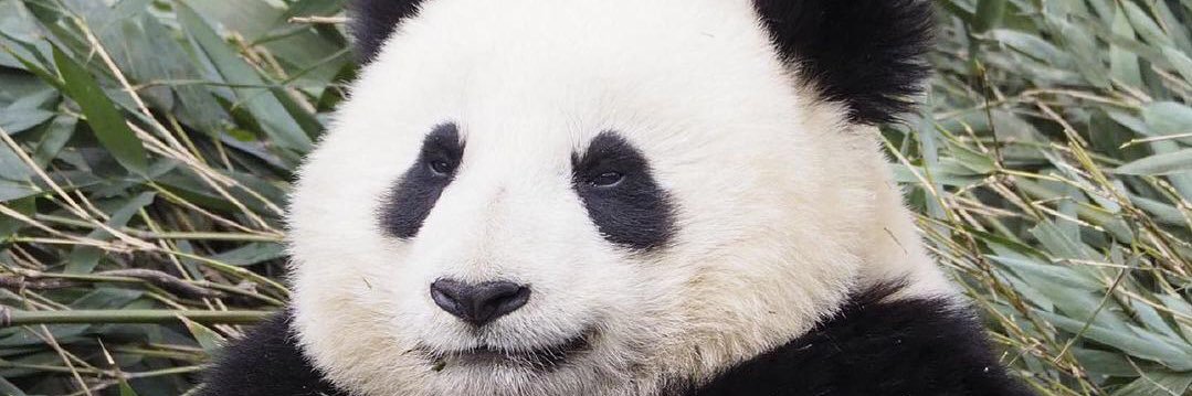 🐼's banner