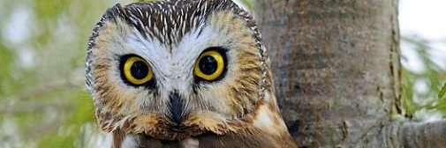 KaterynaNightOwl 🇺🇦's banner