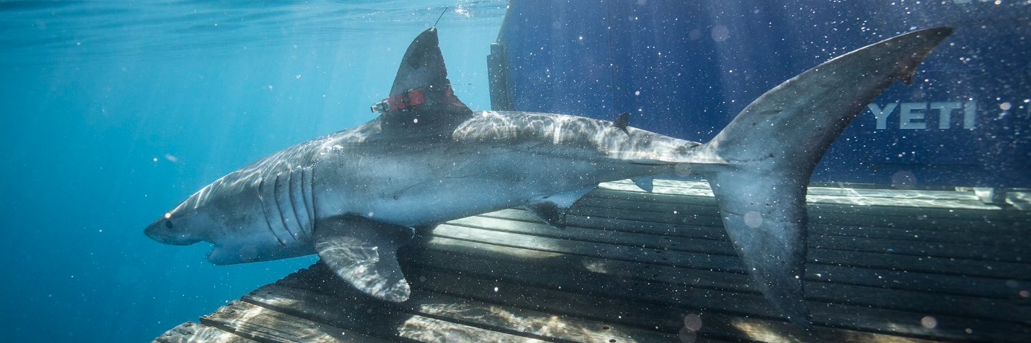 OCEARCH's banner