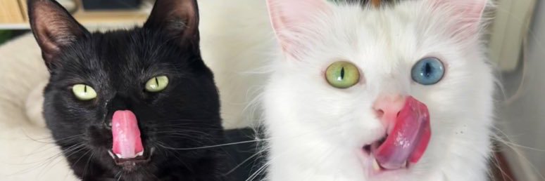 Amy 🌻's banner
