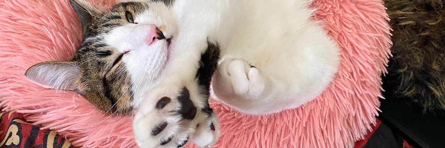 🌻🐝Kitten Mama🐝🌻's banner