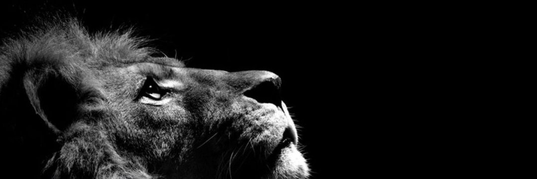 JAGUNLION🦁's banner