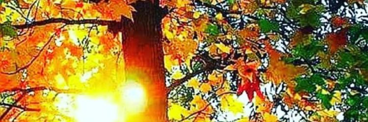 𝐶𝑙𝑎𝑢𝑑𝑖𝑎 's banner