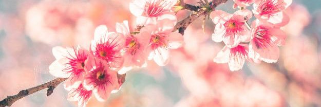 May🌺's banner