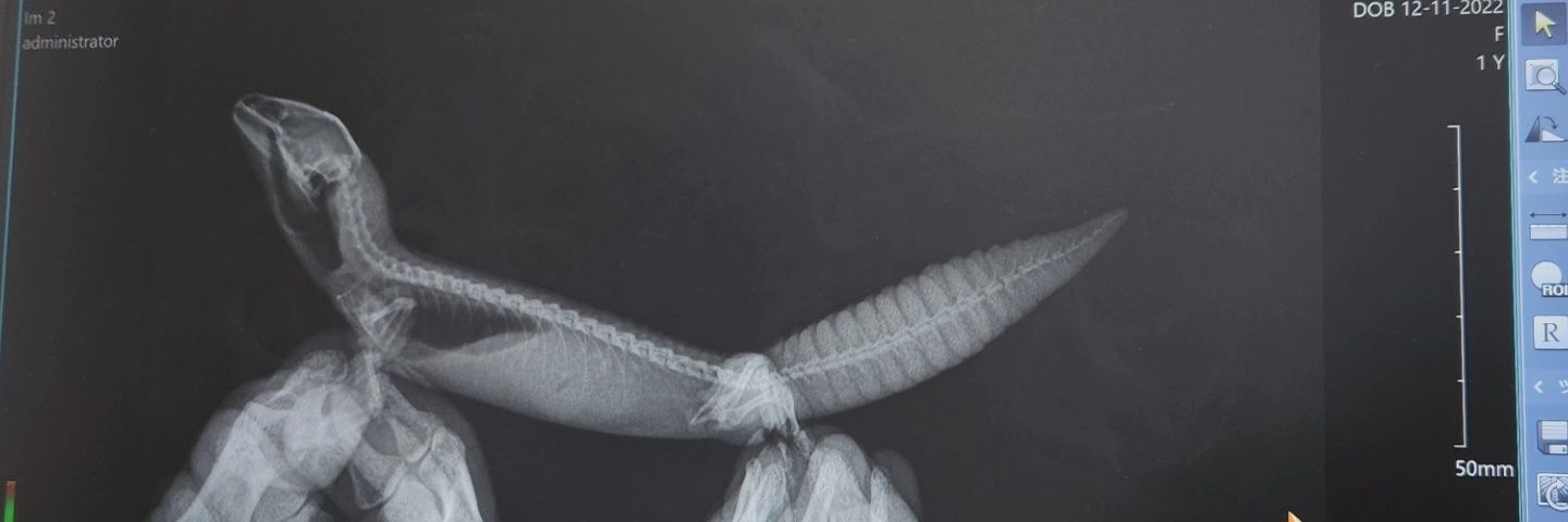 ウエ's banner
