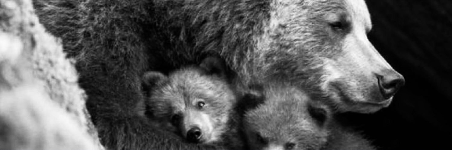 sachi🇵🇸🐻改憲は戦争の入口🪖 永田町の野良犬's banner