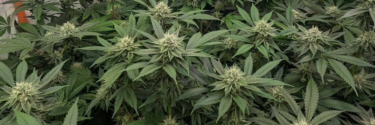 UK Cannabis Social C's banner