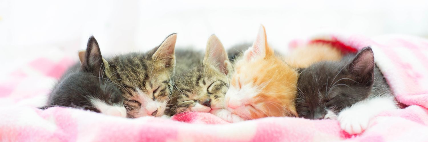 Ryostory1124 5/25 保護猫写真集発売's banner