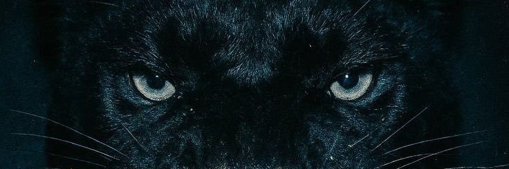 léu com u's banner