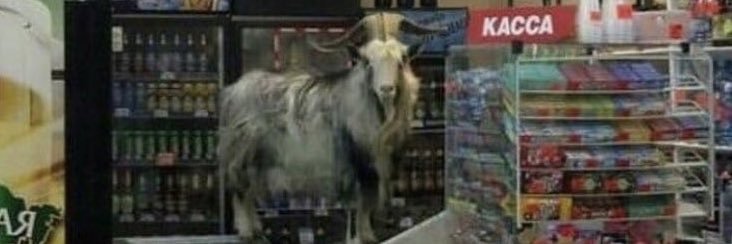 thatthiccgoat.bsky.social 🐐🐐🐐's banner