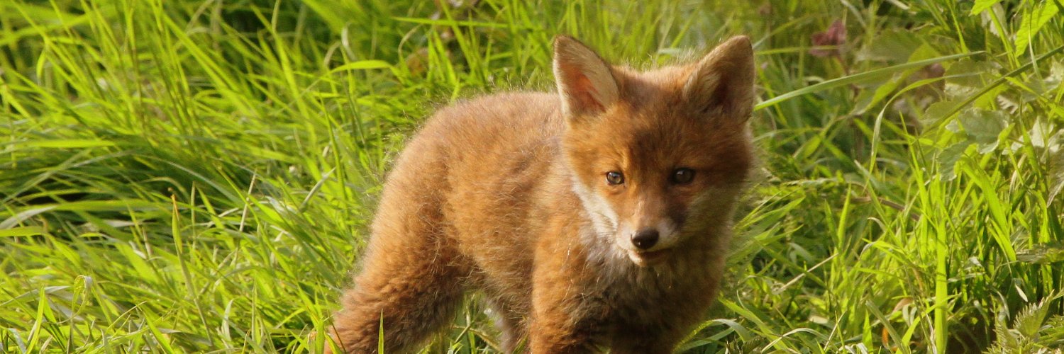 BBC Springwatch's banner